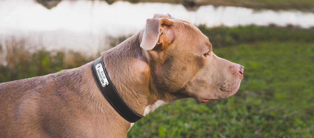 Personalisiertes Hundehalsband - Classic