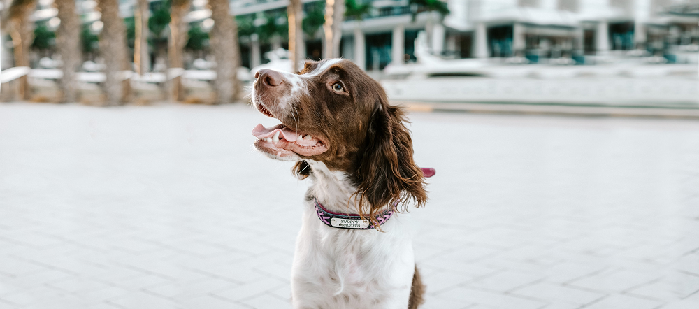 Personalisiertes Hundehalsband - Geflochten
